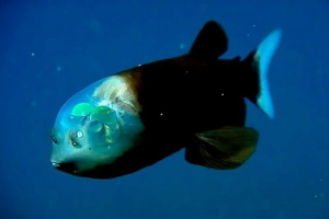 Rijetke i nevjerojatne životinje planeta zemlja Rijetke i nevjerojatne životinje planeta zemlja